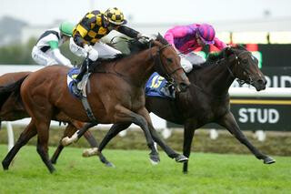 Power O'Hata (NZ) stepped up to balck-type level taking out the Group 3 Cambridge Breeders’ Stakes. Photo: Trish Dunell